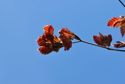 Fagus sylvatica 'Rohanii' - buk lesní 'Rohanii' - jarní větévka
